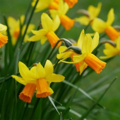 Narcissus (Daffodil) - Dwarf, 'Jetfire'.  Loose Per 10 Bulbs.